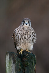 Recently fledged Kestrel (Falco tinnunculus) perched on an old fencepost