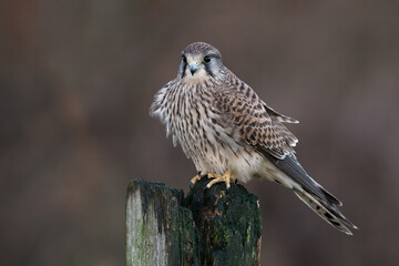 Recently fledged Kestrel (Falco tinnunculus) perched on an old fencepost