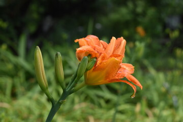 Flower Orange-15