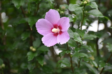 Flower Purple-36
