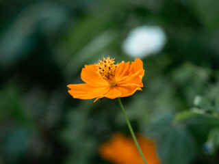 Side view of bright golden cosmos flower