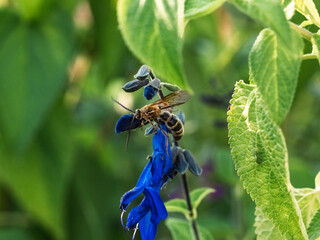 Megacampsomeris prismatica scoliid wasp on flowers
