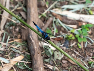male Greater Blue Skimmer dragonfly at rest