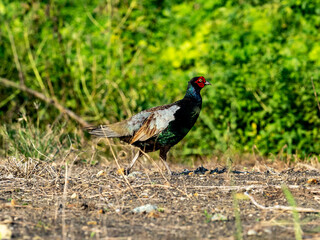 Pheasant Family in a field photo series 18