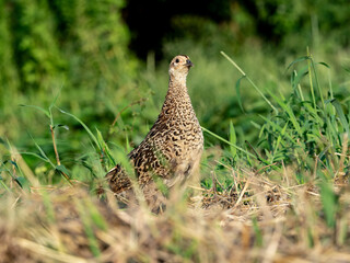 Pheasant Family in a field photo series 17