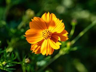 bright golden cosmos wild flower in bloom 5