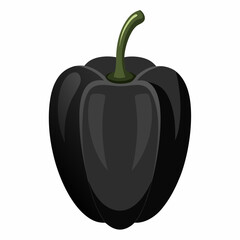 black pepper vector