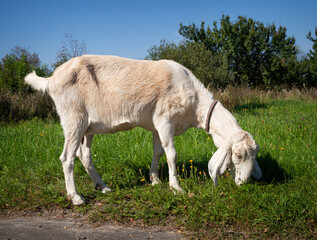 Obraz premium A pet with horns and a beard stays in the sun near the branches of trees