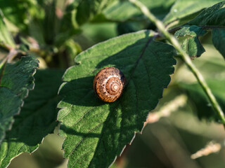 Japanese snail shell on a leaf