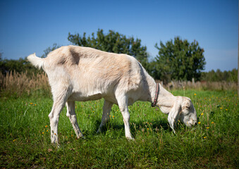 A pet with horns and a beard stays in the sun near the branches of trees
