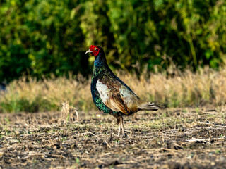 Pheasant Family in a field photo series 1
