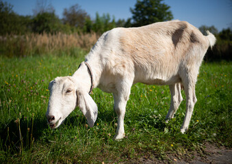 Obraz premium A pet with horns and a beard stays in the sun near the branches of trees