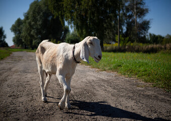 Fototapeta premium A pet with horns and a beard stays in the sun near the branches of trees