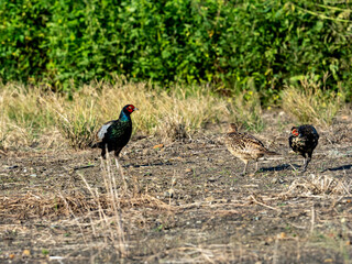 Pheasant Family in a field photo series 3