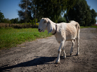 Fototapeta premium A pet with horns and a beard stays in the sun near the branches of trees