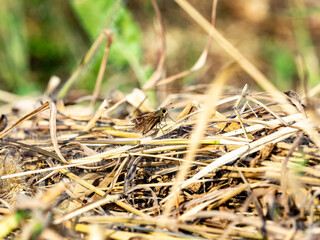 grass skipper on dead, cut grass.