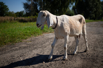 Obraz premium A pet with horns and a beard stays in the sun near the branches of trees