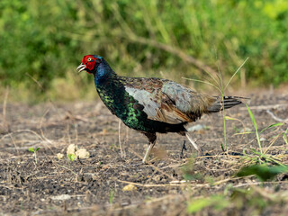 Pheasant Family in a field photo series 6