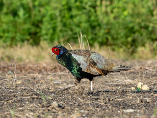 Pheasant Family in a field photo series 7