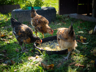A flock of chickens and ducks are eating paddy and food