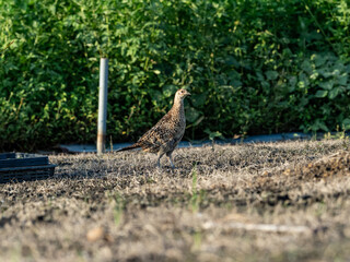 Pheasant Family in a field photo series 10