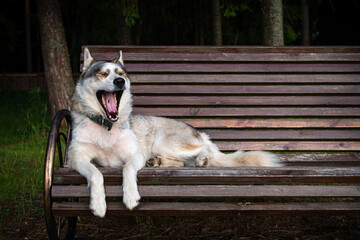 cute Siberian dog, sitting on a park bench.