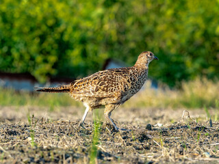 Pheasant Family in a field photo series 12
