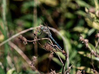 male white-tailed skimmer on dead weeds 2