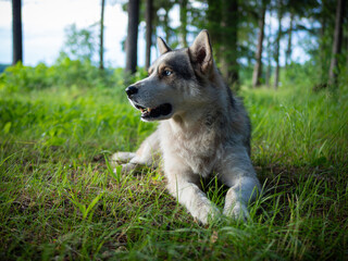 Portrait of a Siberian dog breed during sunset in a meadow.