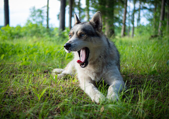 Portrait of a Siberian dog breed during sunset in a meadow.