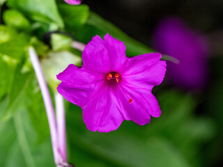 Bright Marvel of Peru flower in bloom 2