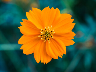 bright golden cosmos wild flower in bloom 9