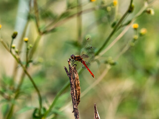 An Autumn Darter Dragonfly perched on a stick 9