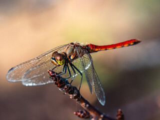 An Autumn Darter Dragonfly perched on a stick 8