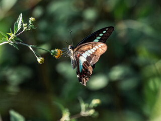 Common Bluebottle Butterfly on small flowers 3