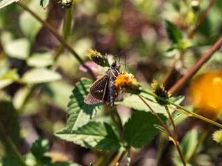 grass skipper butterfly on a small yellow flower 2