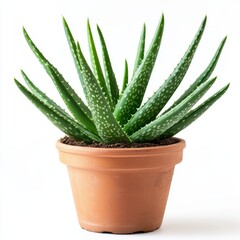 Fototapeta premium A potted aloe vera plant isolated on white background