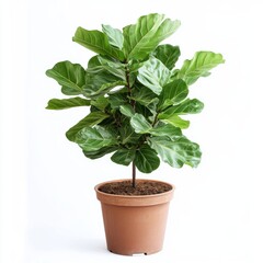 A potted fiddle-leaf fig plant isolated on white background