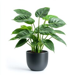 A potted philodendron plant isolated on white background