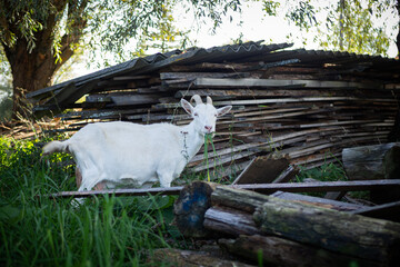 A pet with horns and a beard stays in the sun near the branches of trees