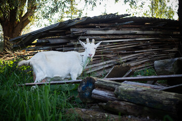 A pet with horns and a beard stays in the sun near the branches of trees