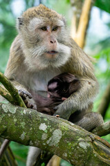 Macaca fascicularis (kera ekor panjang, monyet ekor panjang, long-tailed macaque, crab-eating monkey, cynomolgus macaque) with her baby