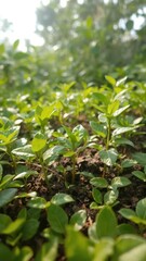 Vibrant green coffee seedlings sprout, thriving amidst lush foliage, spring,background,fresh