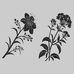 verbena flower silhouette vector design art and illustration