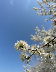 Obraz premium A branch of a tree with white flowers against a blue sky