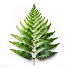 Green Fern Leaf- A fresh fern leaf with intricate details