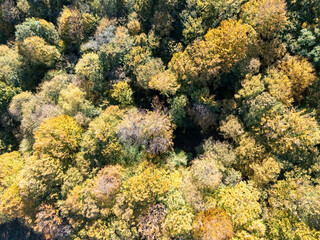 Aerial view of a vibrant forest showcasing autumn foliage with various shades of yellow, orange, and green