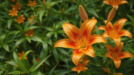 Obraz premium Vibrant orange lily blossoms against lush green foliage, close-up, botany, orange