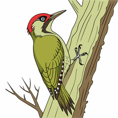 A stunning vector illustration of a green woodpecker featuring vibrant green feathers, perfect for wildlife-themed designs, nature lovers, and artistic projects.