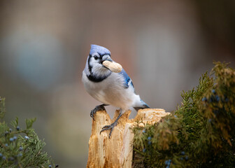Fototapeta premium blue jay perched on a branch with peanut